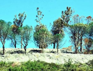 İnşaat firması çevrecilerden korkup kuruyan ağaçları yeşile boyadı