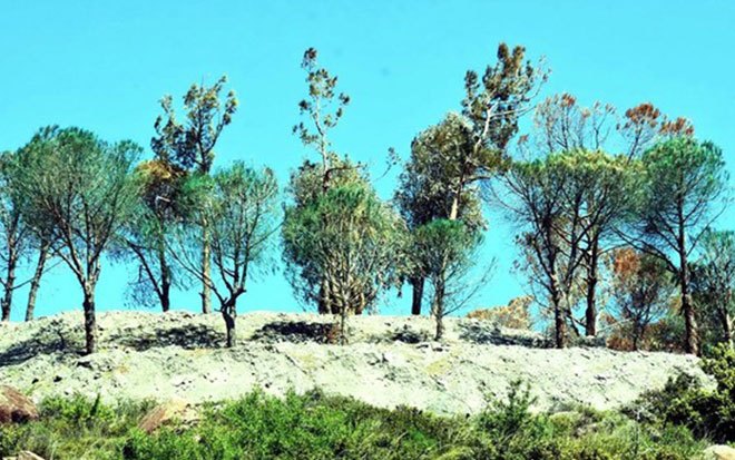İnşaat firması çevrecilerden korkup kuruyan ağaçları yeşile boyadı