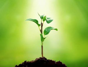 Fuzulev, üyelerini ‘dikili bir ağaç’ sahibi yapıyor