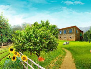 Osmaniye Sumbas’da icradan satılık çiftlik