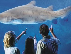 Viasea Akvaryum açılış için gün sayıyor