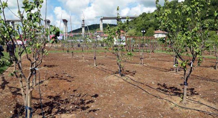 Beykoz’da 18,6 dönümlük halka açık meyve bahçesi açıldı