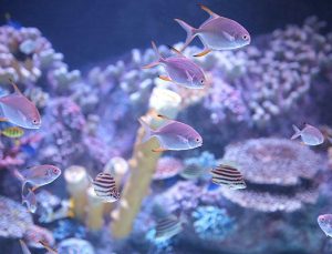 Viasea’den açılışa özel hediye bilet