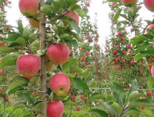 Konya Ereğli’de icradan satılık elma bahçesi