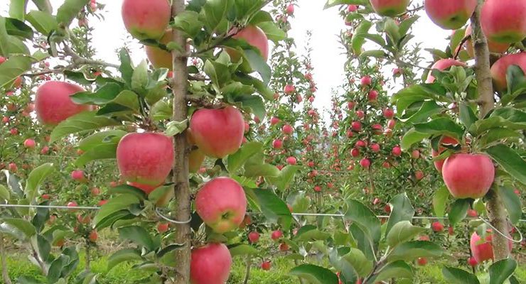 Konya Ereğli’de icradan satılık elma bahçesi