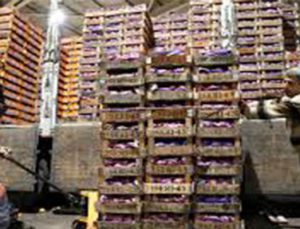 Sakarya Arifiye’de 95 dönüme sebze meyve hali yapılacak