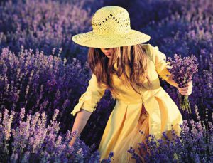 Sakinşehir Seferihisar lavanta kokacak