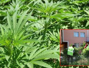 Erzurum’daki FETÖ’nün kız yurduna hint keneviri ekilmiş