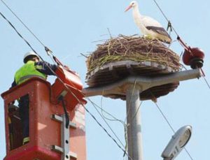 BEDAŞ kuşlara 500 konaklama tesisi yaptırdı