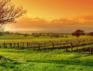 Osmaniye Düziçi’nde 273,5 dönümlük iki tarla