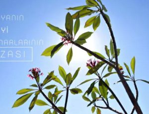 ‘Nef gibi yazlık’ın tanıtım filmi emlaknews.tv’de