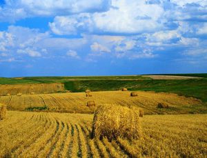 Ekilmeyen tarlayı devlet kiralayıp ekecek