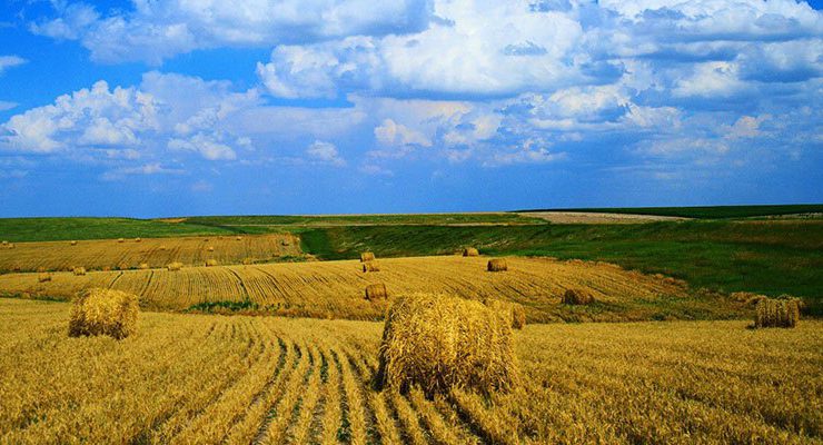 Ekilmeyen tarlayı devlet kiralayıp ekecek