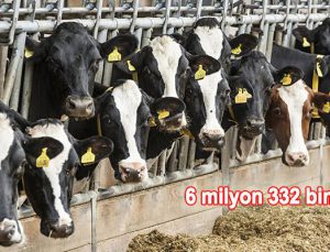 Mehmet Özçağlar Süt Ürünleri’nin çiftliği icradan satılıyor