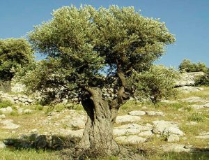 Fethiye’de 1 milyon liraya satılık zeytinli tarla