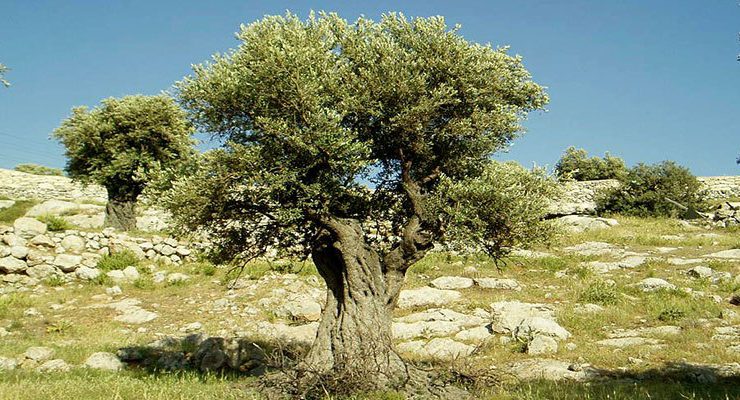 Fethiye’de 1 milyon liraya satılık zeytinli tarla