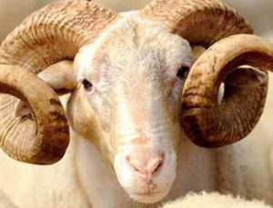 Babaeski’de satılamayan mezbahanenin fiyatı artıyor