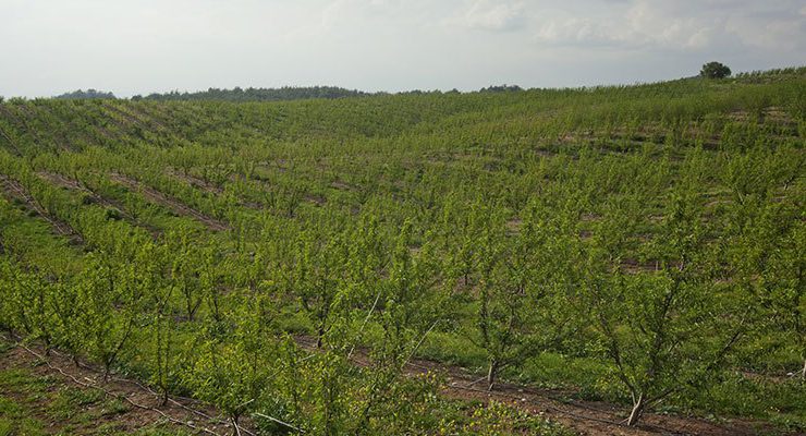 Orhangazi’de 2,5 milyon TL’ye 32,6 dönüm şeftali bahçesi