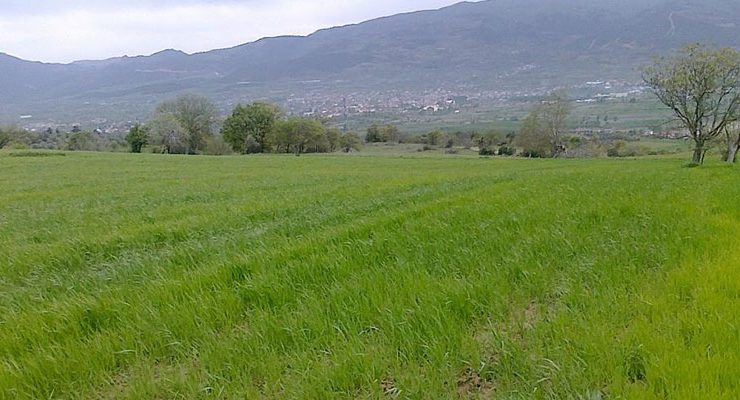 Tapu.com 3,5 dönüm tarlayı 500 TL’den açık artırmaya çıkartıyor