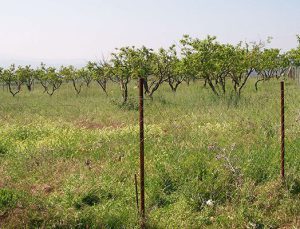 Milli Emlak İzmir Torba’da birbirine komşu 7 parseli satıyor