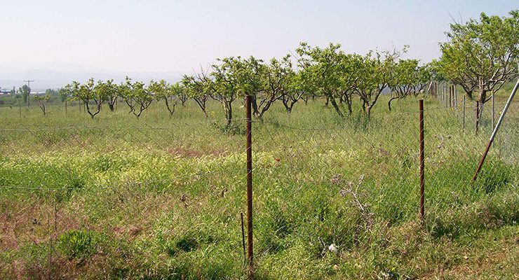 Milli Emlak İzmir Torba’da birbirine komşu 7 parseli satıyor