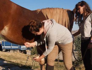 Ankara eski At Hastanesi eküri box ahırlara dönüştürülecek