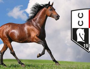 TJK Ankara Hipodromu 24 ahırı iki kata çıkaracak