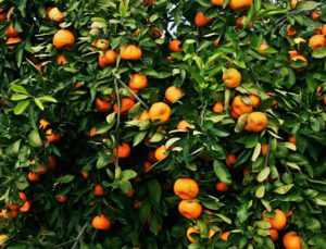 Türkiye Petrolleri A. O. Narenciye bahçesi kiraya verecek