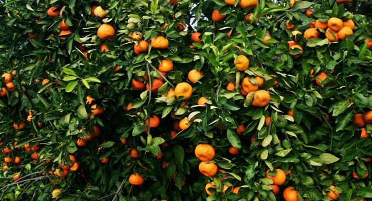 Türkiye Petrolleri A. O. Narenciye bahçesi kiraya verecek