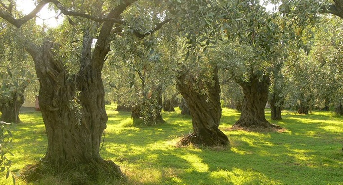 Zeytinlik alanlar imara kapatıldı