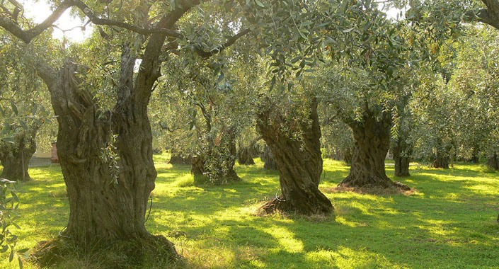 Zeytinliklere konut yapmanın şartları