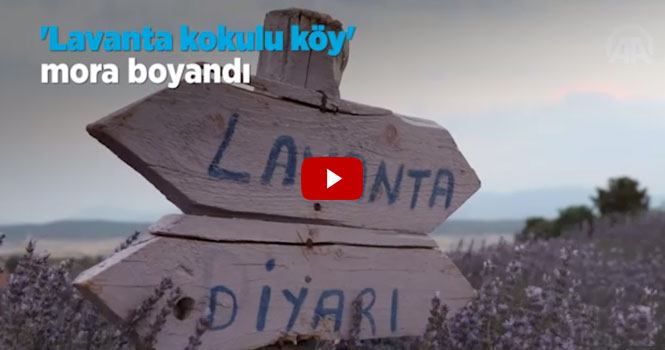 Isparta Kuyucak Köyü lavanta tarlalarına can veriyor