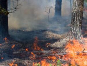 10 yılda 24 binden fazla orman yangını çıktı