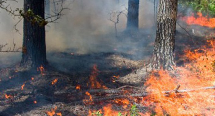 10 yılda 24 binden fazla orman yangını çıktı