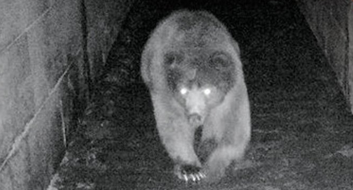 Ankara-Bolu Otobanı’nda bir ayı tünelden geçerken görüntülendi