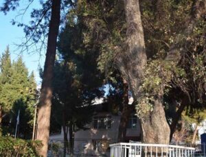 Sultan 2. Abdülhamid’e hediye edilen ağaç projeyi değiştirdi