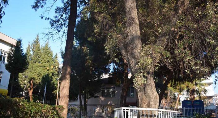 Sultan 2. Abdülhamid’e hediye edilen ağaç projeyi değiştirdi