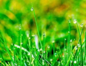 Kamu kurumlarına yağmur bahçeleri kurulacak