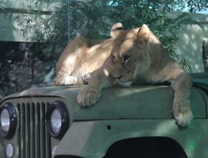 Türkiye’nin ilk AslanPark’ı Tuzla Viaport Marina’da açıldı