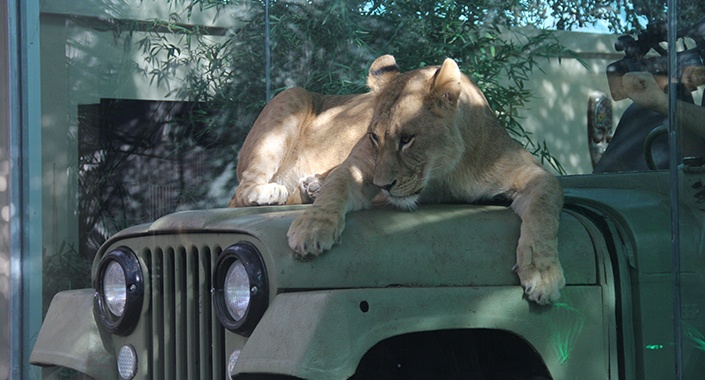 Türkiye’nin ilk AslanPark’ı Tuzla Viaport Marina’da açıldı