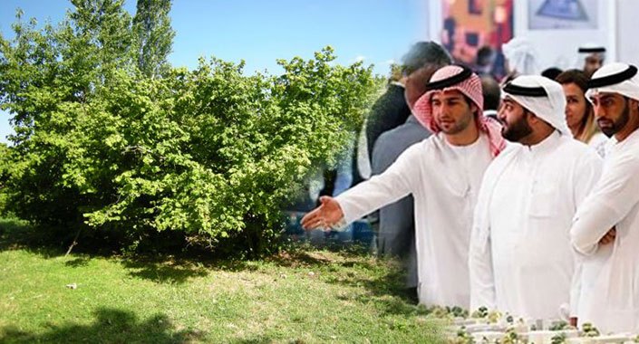Araplar Karadeniz’de fındık bahçesi satınalıyor