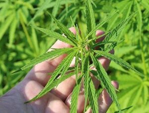 Kenevir izni tarla satışlarını artırdı