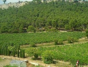 Atatürk Orman Çiftliği’nde 957 dönüm kiraya verilecek