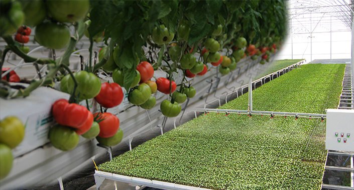 5 bin hektar sera inşası, 20 bin kişilik istihdam sağlar