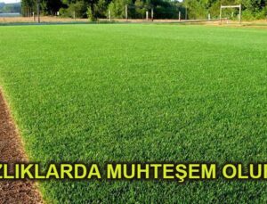 Kuraklığa dayanıklı çim üretilecek