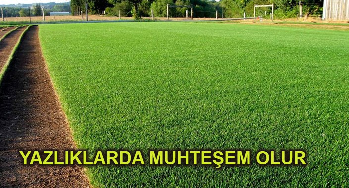 Kuraklığa dayanıklı çim üretilecek