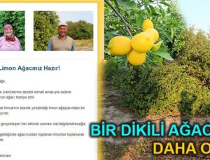Emleknews’in artık Silifke’de limon ağacı var