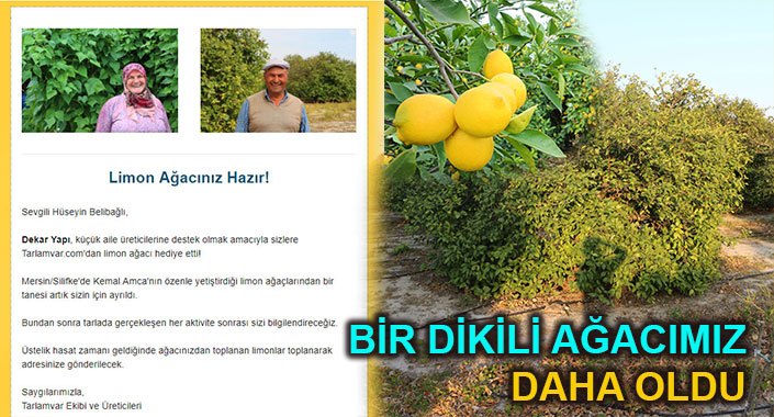 Emleknews’in artık Silifke’de limon ağacı var