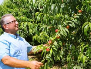 İnşaattan nektarine döndü, 100 ton hasat bekliyor