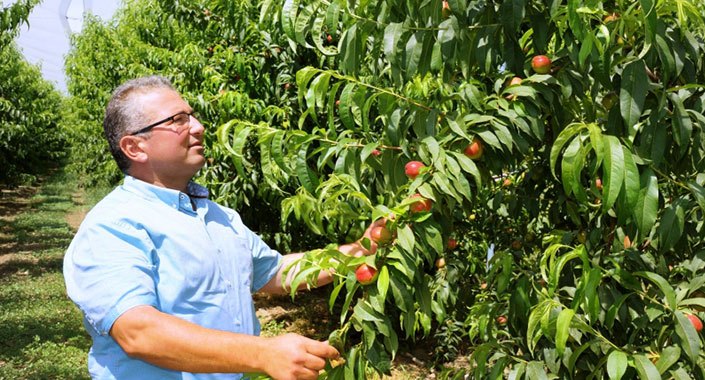İnşaattan nektarine döndü, 100 ton hasat bekliyor